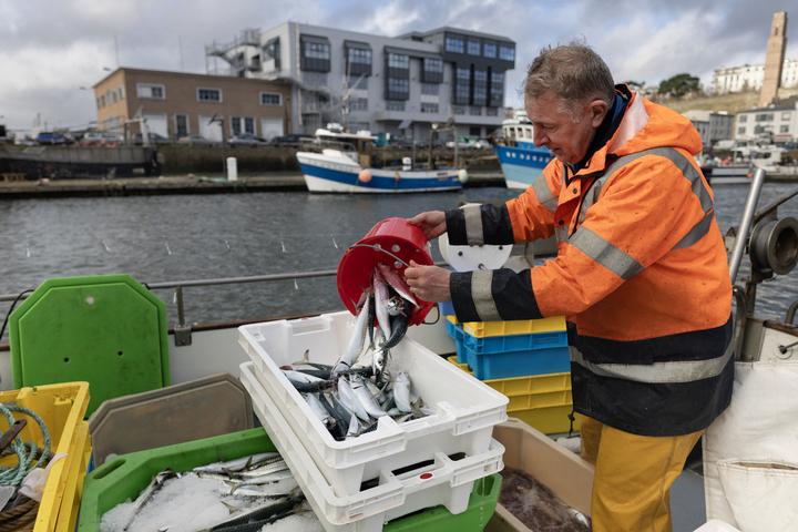 Face à l'effondrement du maquereau, le gouvernement sacrifie la pêche artisanale