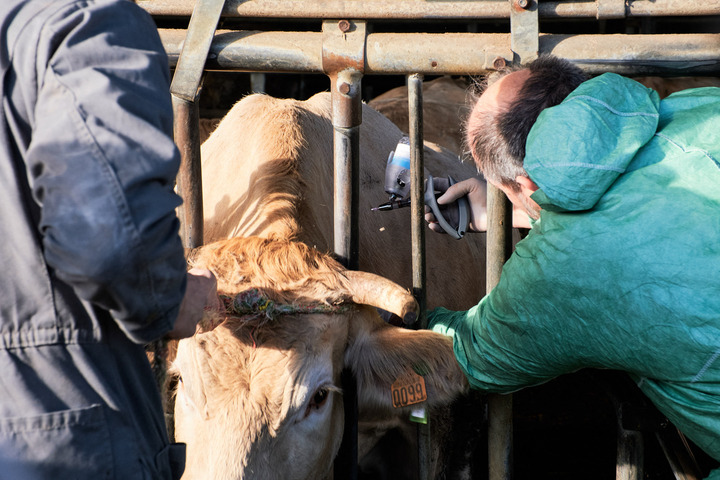 Dermatose bovine : les vétérinaires «<small class="fine d-inline"> </small>pris en étau<small class="fine d-inline"> </small>» entre l'État et les éleveurs