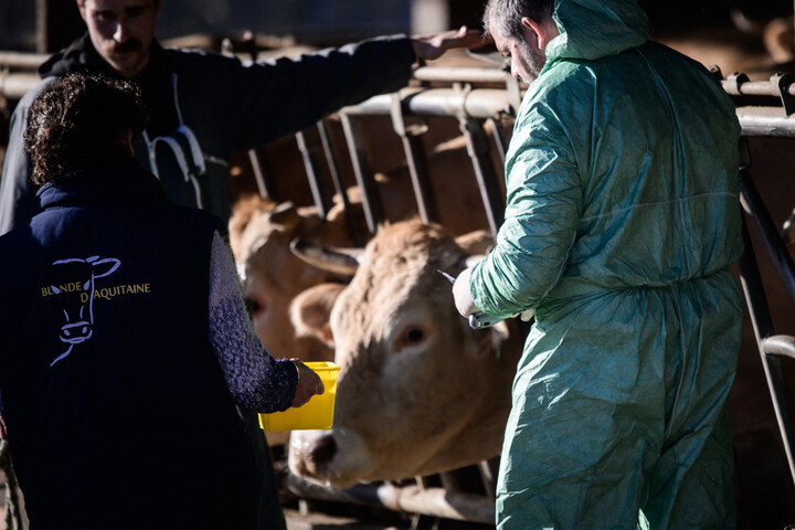 Dermatose bovine : pourquoi la France rechigne à vacciner tous les troupeaux