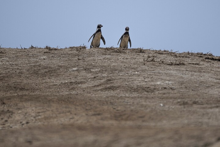 El Niño commence déjà à sévir dans le Pacifique