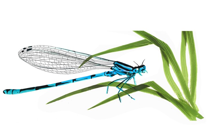 L'agrion, «<small class="fine d-inline"> </small>un dada pour naturalistes fainéants<small class="fine d-inline"> </small>»
