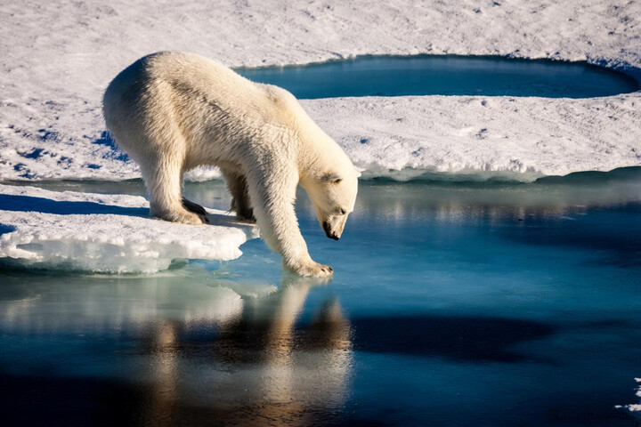 En Arctique, le premier jour sans glace pourrait avoir lieu dès 2027