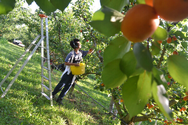 Les saisonniers étrangers, piliers invisibles de l'agriculture