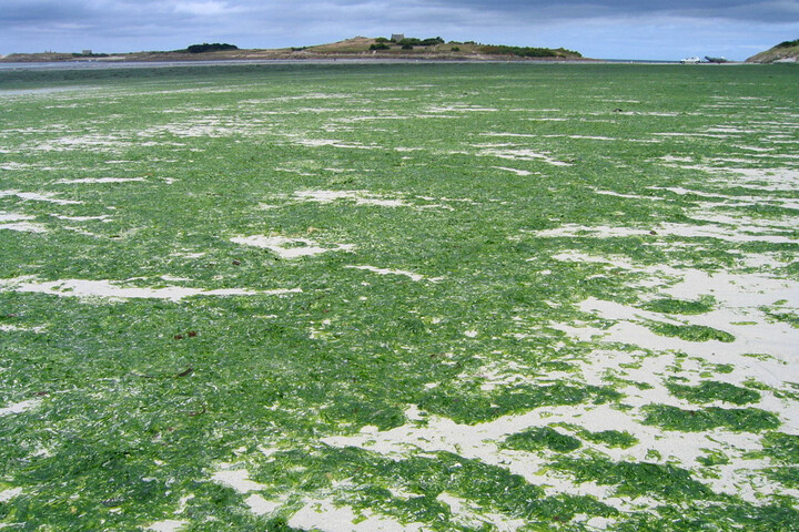 Algues vertes : une plage bretonne en état d'alerte