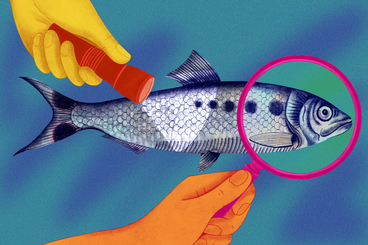Menacé d'extinction, ce poisson fantôme a été observé en Normandie 
