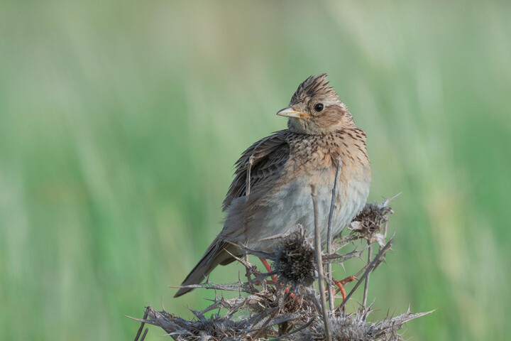 Plus il y a de pesticides, moins il y a d'oiseaux, confirme une étude