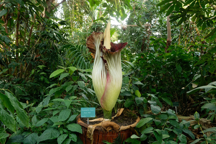 Fait exceptionnel, un «<small class="fine d-inline"> </small>phallus de titan<small class="fine d-inline"> </small>» devrait fleurir dans les prochains jours