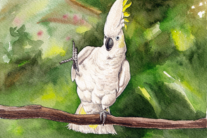 Perroquets danseurs, chauves-souris câlines... Ces animaux fascinants que la science redécouvre