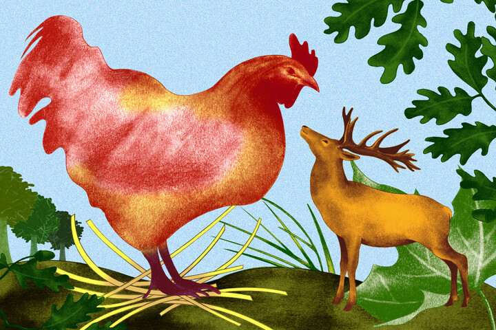 Les humains ont fait rapetisser les animaux sauvages