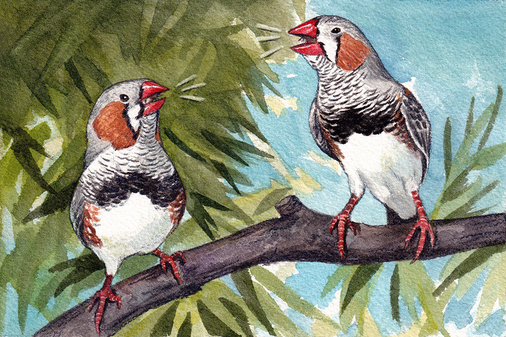Oiseaux coachs de chant, baleines profs… Quand les animaux apprennent les uns des autres