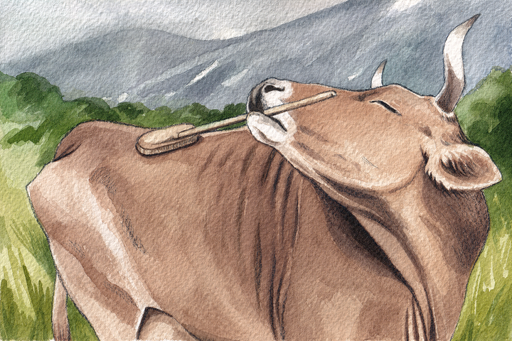 Une vache se gratte le dos avec... un balai : ces animaux ingénieux et bricoleurs
