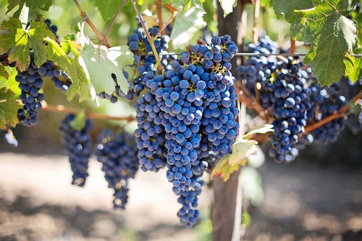 Les vins bio ont leur concours, et c'est du bon<small class="fine d-inline"> </small>!
