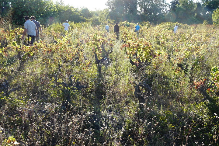 Contre la flavescence dorée, des vignerons se mobilisent pour éviter les pesticides