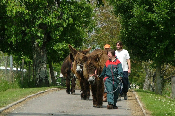 La ferme où les handicapés mentaux se font paysans