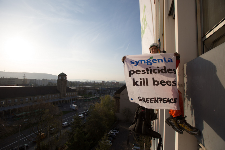 Il pollue, il disparaît : la ruse du semencier Syngenta Seeds pour échapper à son procès