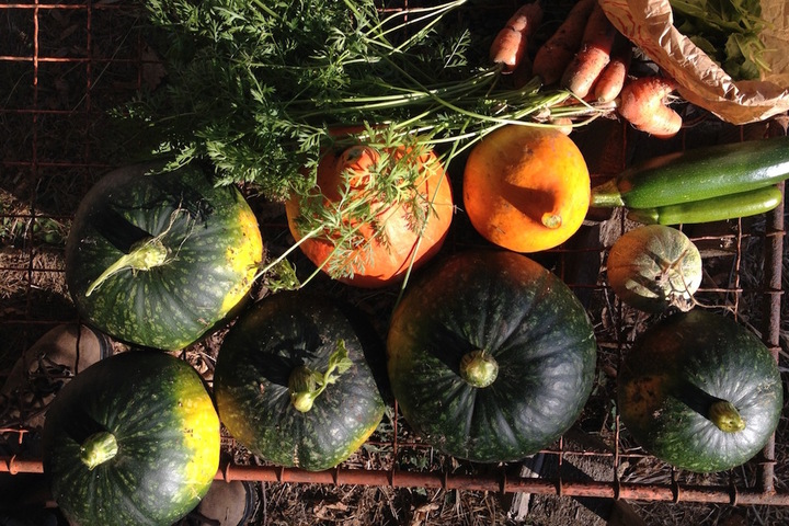 La première gelée d'automne frappe le jardin sans pétrole