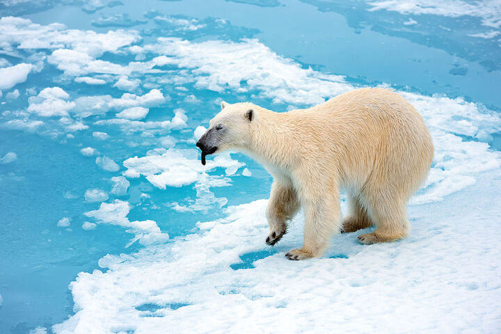 Reporterre sur France Inter : les conséquences des températures record en Arctique