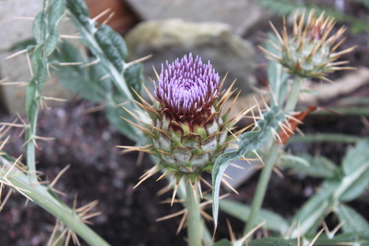 L'artichaut du Jardin sans pétrole n'en était pas un<small class="fine d-inline"> </small>! 