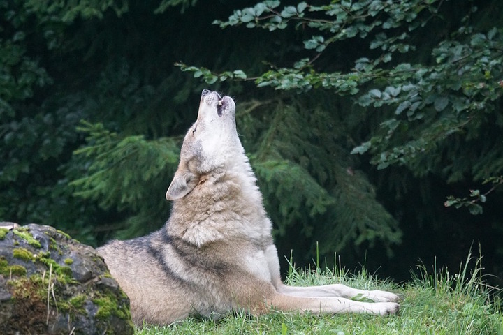 Le «<small class="fine d-inline"> </small>Grand Orchestre des animaux<small class="fine d-inline"> </small>» : écoutez les chants de la nature