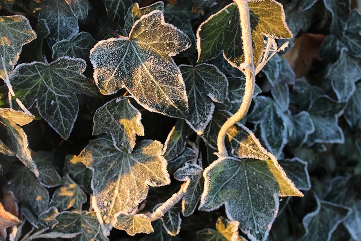 Le jardin sans pétrole est entré en hibernation