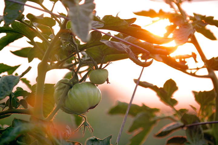 La tomate, fille du soleil et de la chaleur