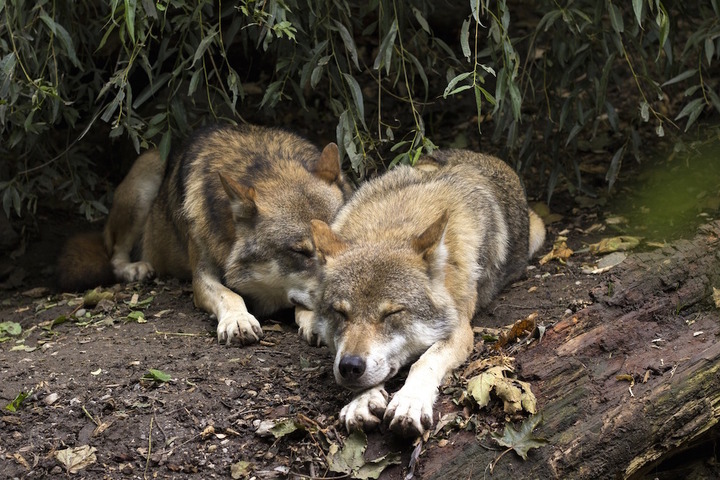 Reporterre sur France Inter : la survie des loups en France n'est pas certaine