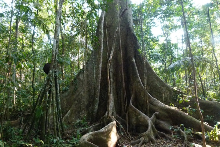 La déforestation aggrave les conséquences du changement climatique