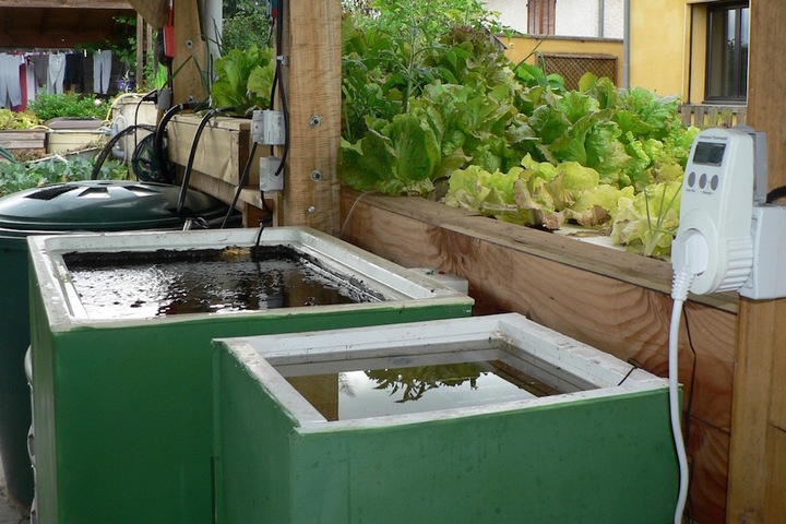 En plein essor, l'aquaponie marie le potager et l'aquarium