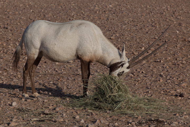 À Oman, la bataille pour sauver l'oryx des braconniers - et du pétrole