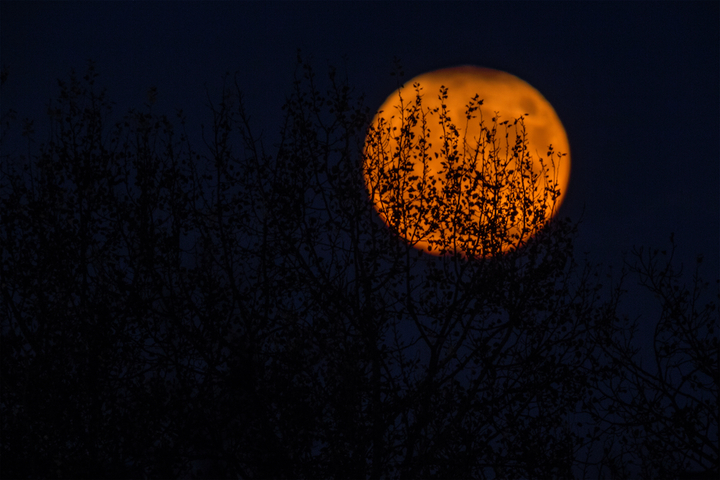 La lune rousse, redoutée des jardiniers, mais innocente
