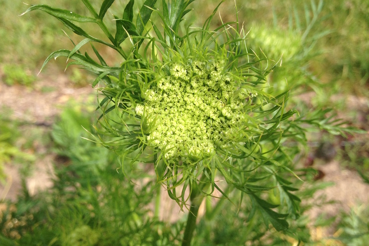 La fleur de carotte, une sublime ébouriffée