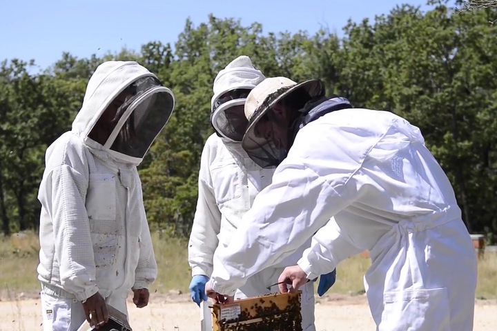Pour sauver les abeilles, l'<span class="caps">OFA</span> brasse surtout des célébrités