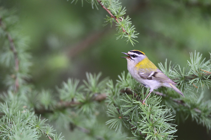 Une éolienne tue de 0,3 à 18 oiseaux par an, d'après la <span class="caps">LPO</span>