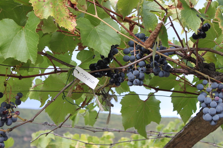 Des paysans cévenols font renaître des vins issus des cépages «<small class="fine d-inline"> </small>interdits<small class="fine d-inline"> </small>»