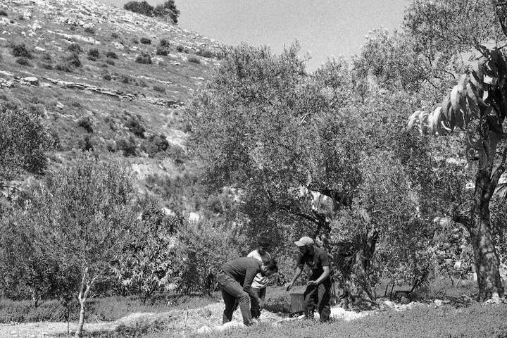Permaculture et agriculture bio s'enracinent en Palestine