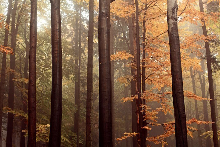 La forêt, rempart du sauvage contre l'État