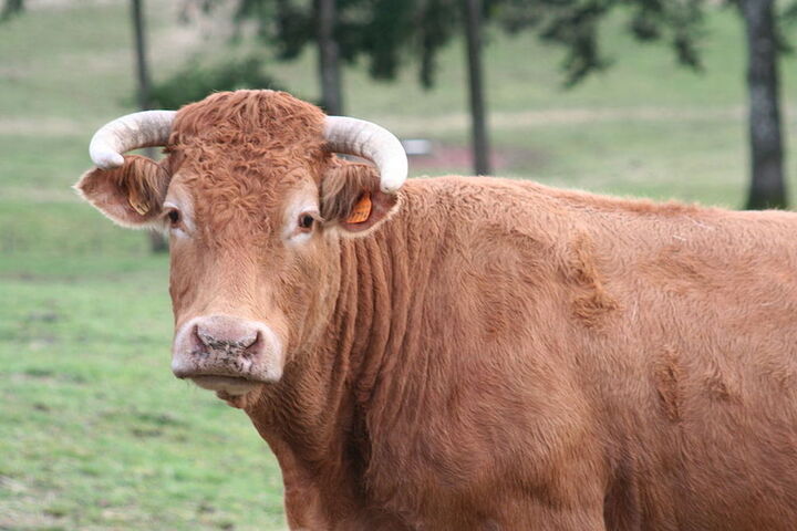 Radio Bambou : L'étonnante histoire de Hermien, la vache rebelle