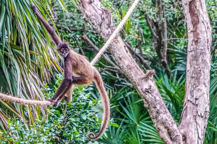 Des singes-araignées sur les routes du Vercors...
