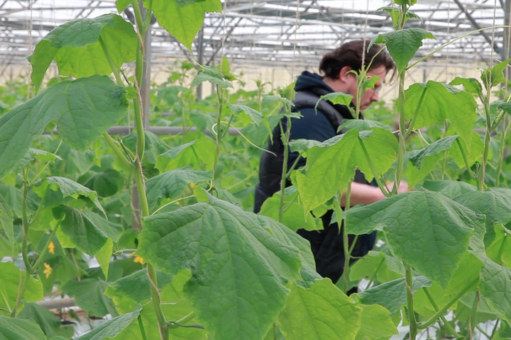 <span class="caps">VID</span>ÉO - Comment la musique fait pousser les plantes