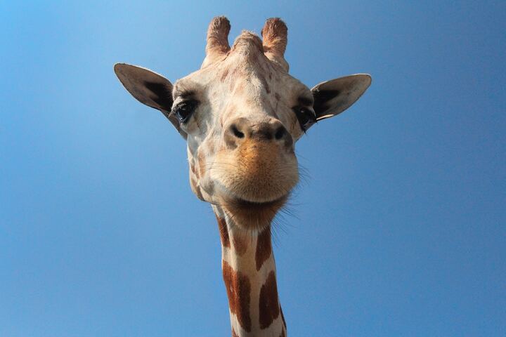 Les animaux sauvages les plus populaires sont parmi les plus menacés