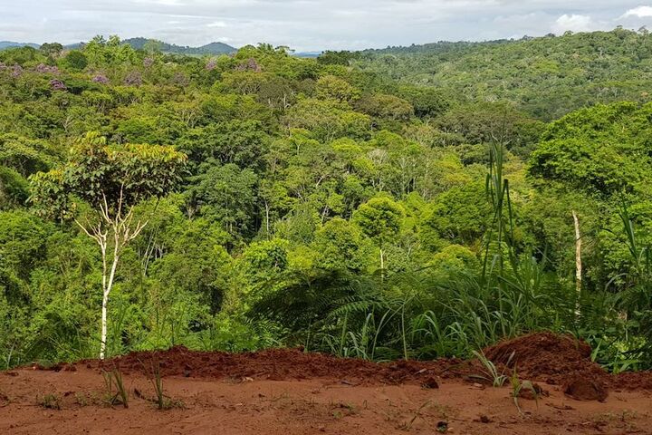 Des fourmis et des hommes. La vie au cœur de la forêt tropicale