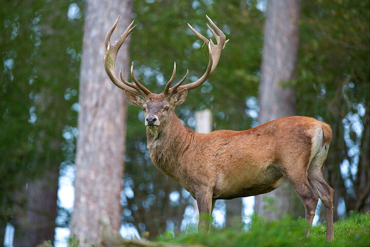 En Picardie, les clôtures poussent, les cerfs trépassent