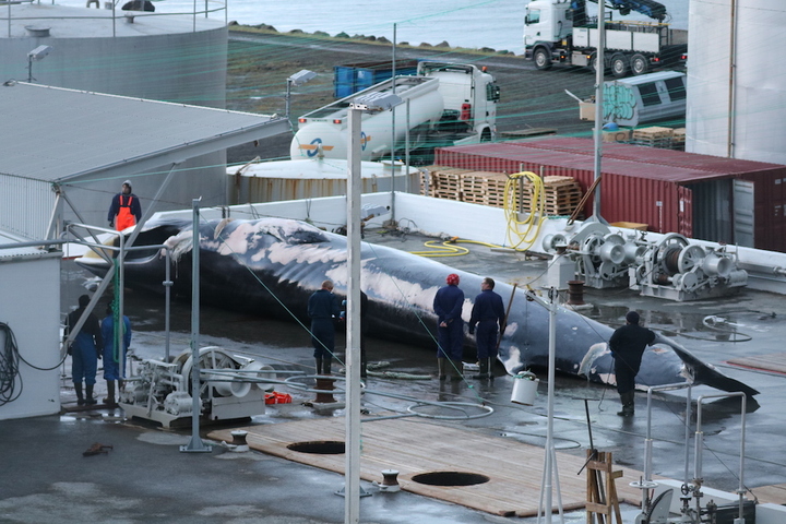L'Islande a repris la chasse au rorqual commun