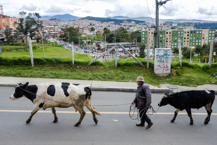 À Bogotá, l'agriculture urbaine sème l'espoir dans le béton