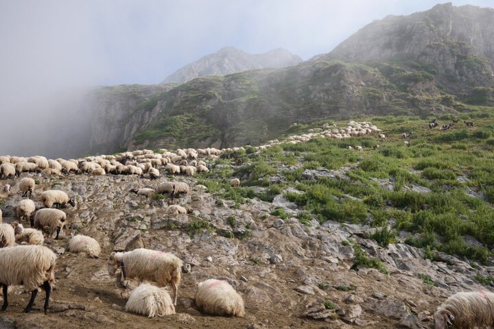 Dans les Pyrénées, ces bergers qui ne veulent pas la peau de l'ours