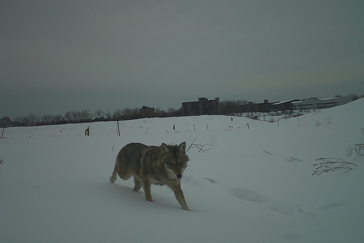 Au Québec, humains et coyotes apprennent à cohabiter