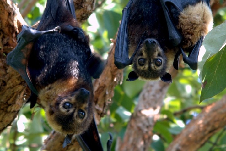 Des dizaines de milliers de chauves-souris meurent de chaud en Australie