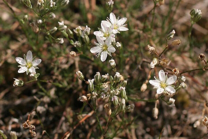 15% de la flore de France métropolitaine risquent de disparaître