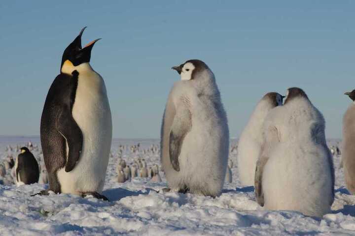 Radio Bambou : Le manchot empereur, un aventurier du froid 
