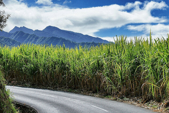 Pesticides : La Réunion à l'aube d'un scandale sanitaire<small class="fine d-inline"> </small>?